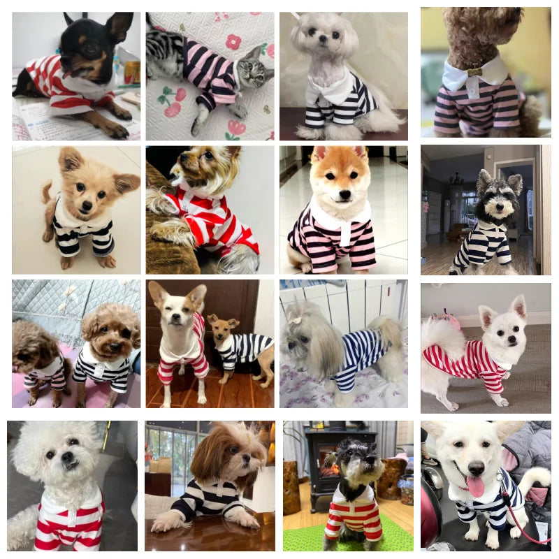 Striped Summer Polo for Small & Medium Dogs and Cats: Chihuahua & Bichon Frise Apparel