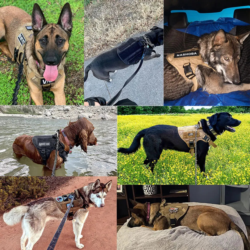 Tactical Elite Canine Harness Set: Ultimate Control for Your Courageous Companion